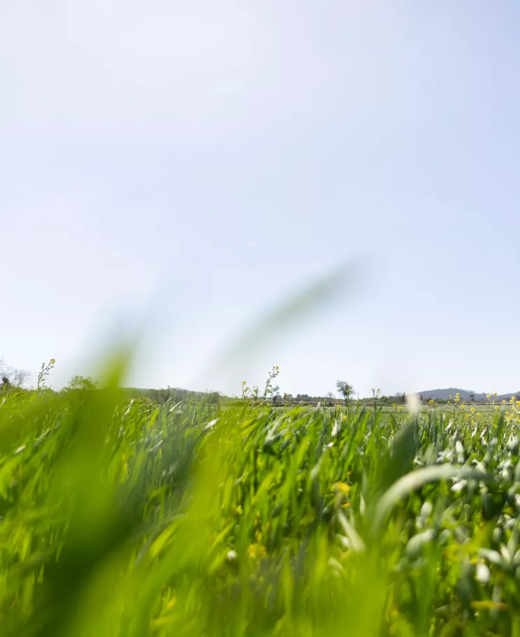 campo flores